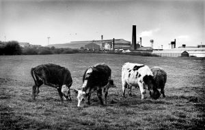 Cows and steelworks